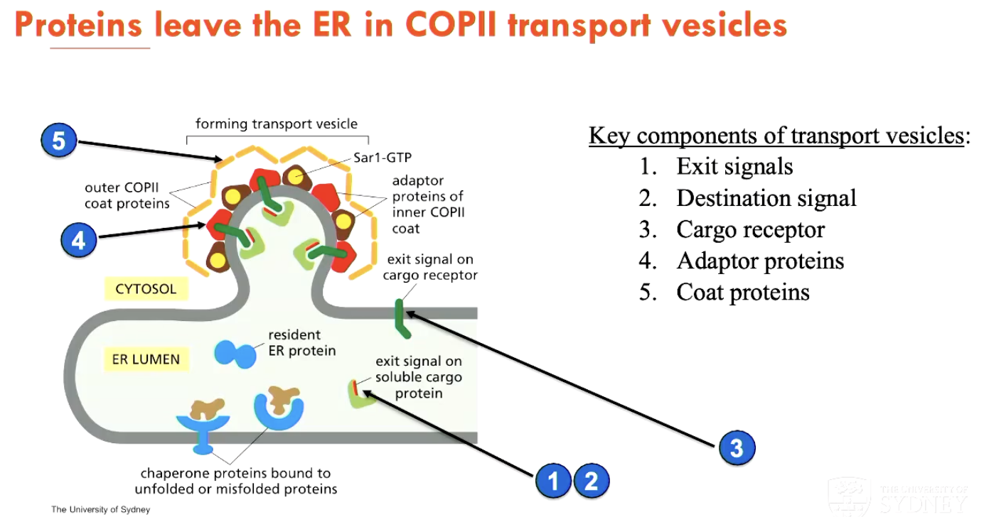 <ol><li><p>Protein has an exit signal and a destination signal</p></li><li><p>Protein is linked to a cargo receptor</p></li><li><p>This signals external adaptor proteins and coat proteins (that provide the destination signal, giving the protein a target)</p></li></ol><p></p>
