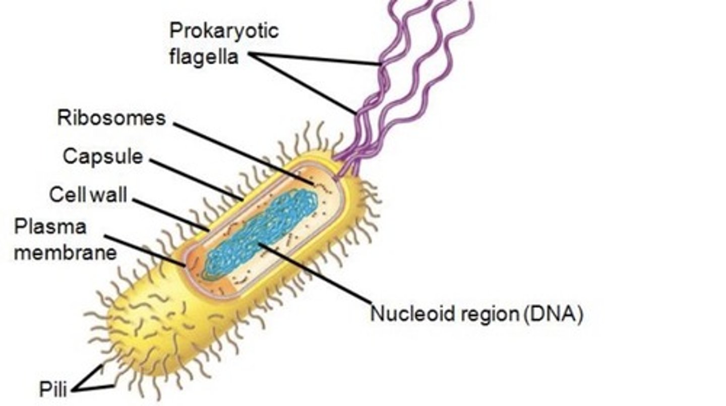 <p>A long, hairlike structure that grows out of a cell and enables the cell to move.</p>