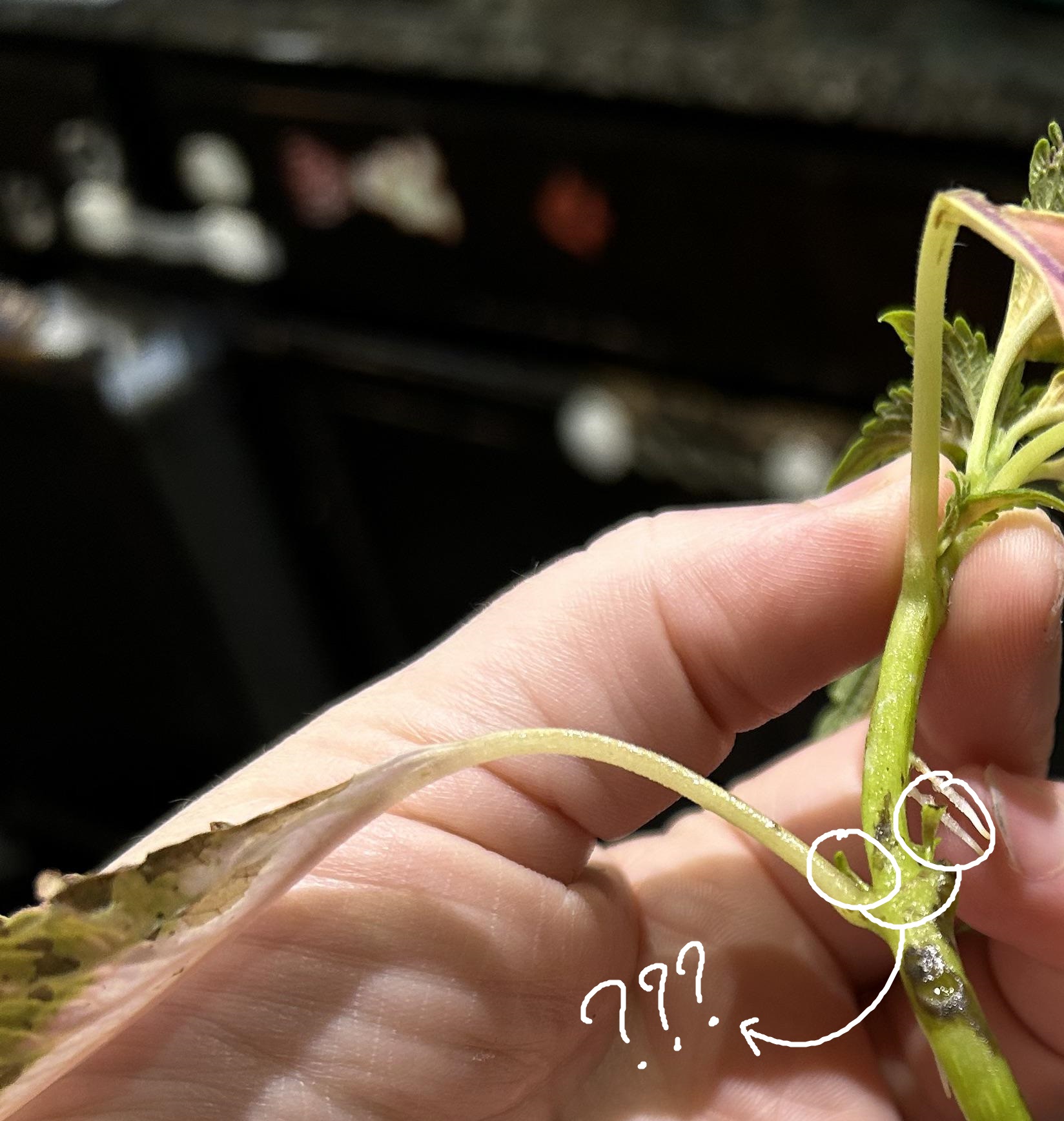 <p><span>buds found above the point where the leaf is attached</span></p>