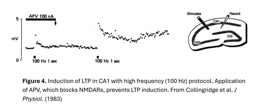 <ul><li><p>this LTP is called<strong> NMDAR-dependent LTP</strong></p></li><li><p><strong>Evidence:</strong></p><ul><li><p>if the experimenter blocks NMDARs during HFS/LTP protocol</p></li><li><p>LLTP<strong> cannot</strong>&nbsp;be induced</p></li></ul></li></ul><p></p>
