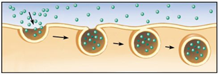 <p>Bulk transport of liquids (pinocytosis) or solids (phagocytosis) into the cell</p>