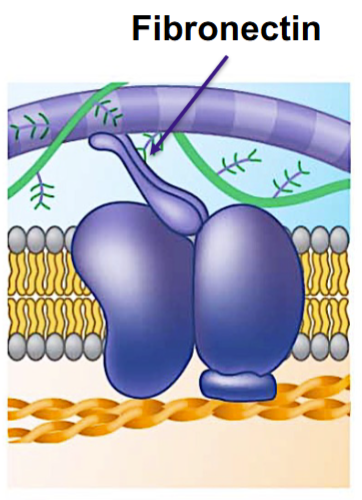 <p>connects the ECM to integrins</p><p></p>