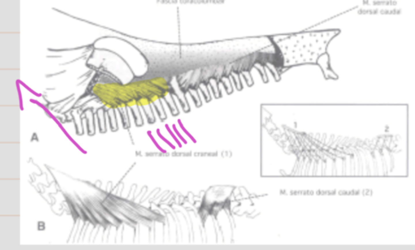 <p><span class="bgP">Innervate :</span>   intercostal nerves</p><p><span class="bgP">function</span> : draws ribs forward and extend the thorax = inspiration process</p><p><span class="bgP">where :</span> ribs</p>