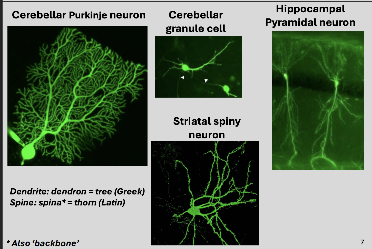<ol><li><p>morphology of dendrites</p></li><li><p>(also) functional influences</p></li></ol><p></p>