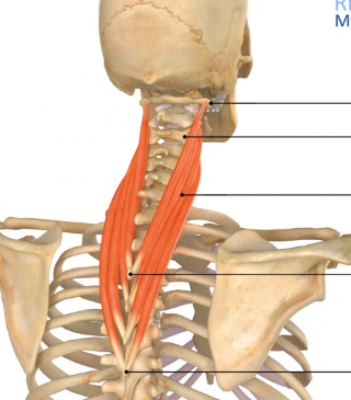 <p>Splenius Cervicis</p>