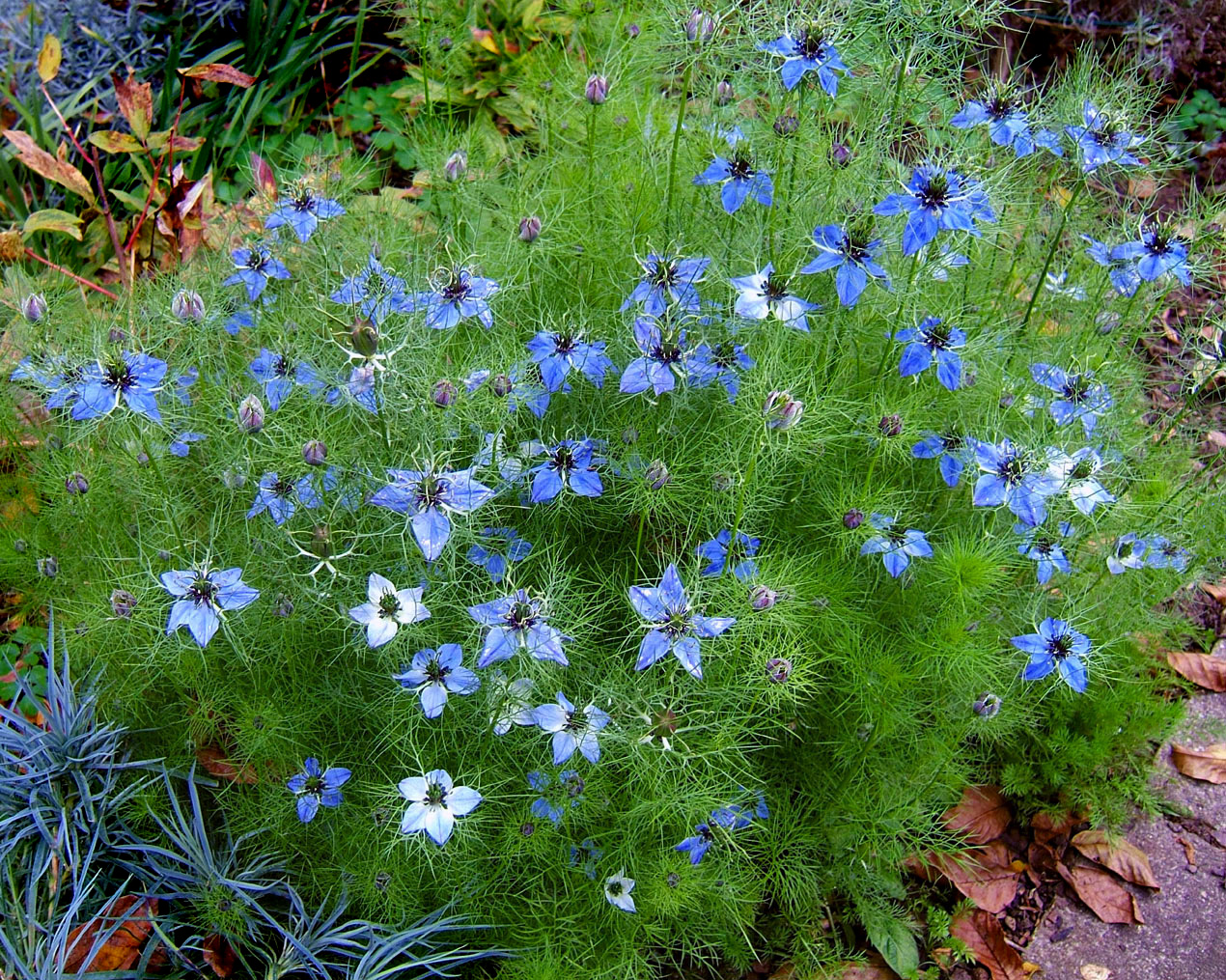 <p>Love-in-a-mist - <em>Nigella damascena</em></p>