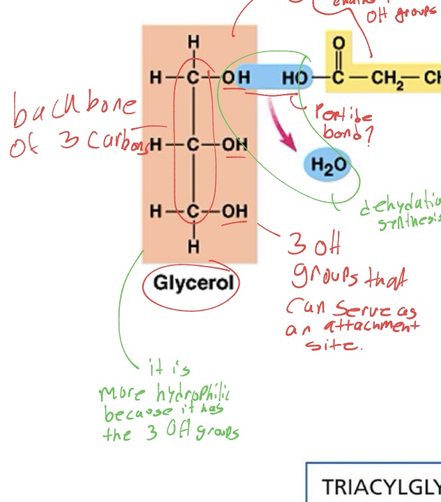 <p>whats the chemical structure of the glycerol in a lipid</p>