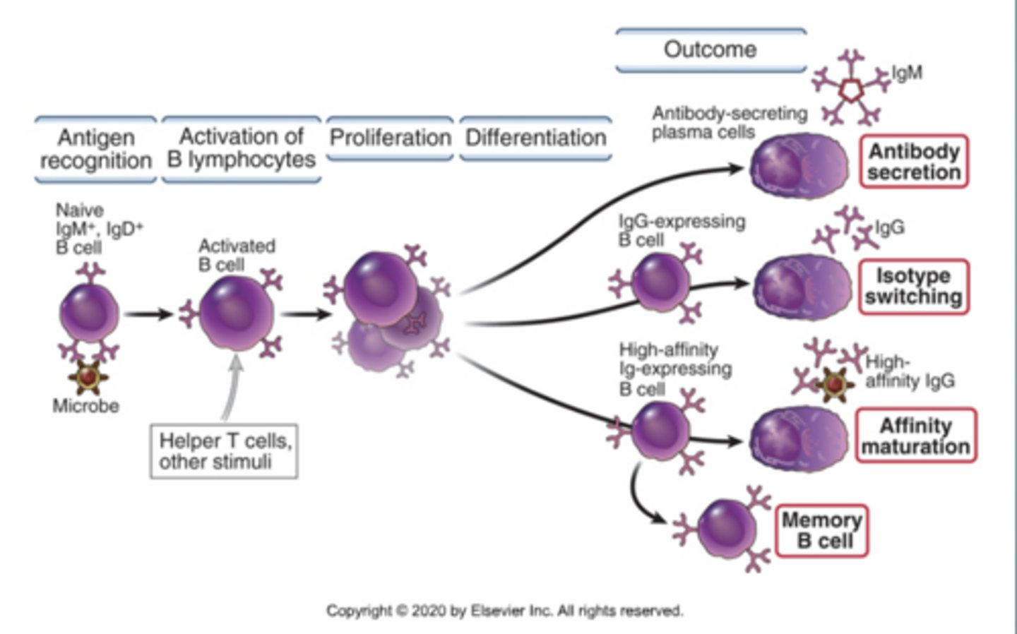 <p>- Antibody secretion</p><p>- Isotype switching</p><p>- Affinity maturation</p><p>- Memory B cell</p>