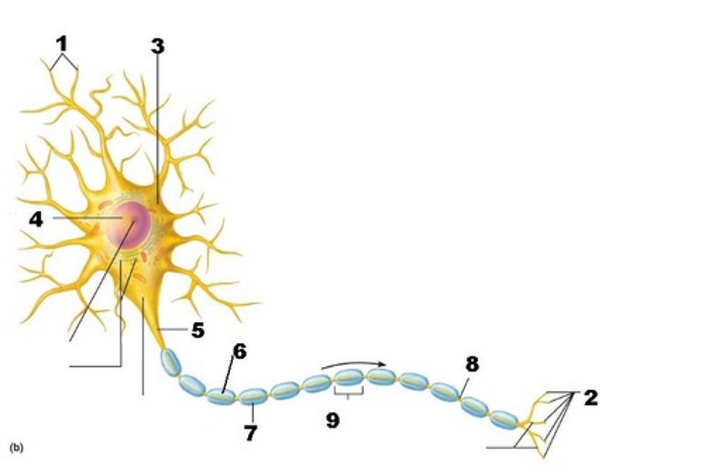 <p>Portion of the neuron that connects the cell body (soma) to the axon. The impulses the neuron receives from all the dendrites are summed up to determine whether an action potential will be initiated. First to the left of #5 in picture.</p>