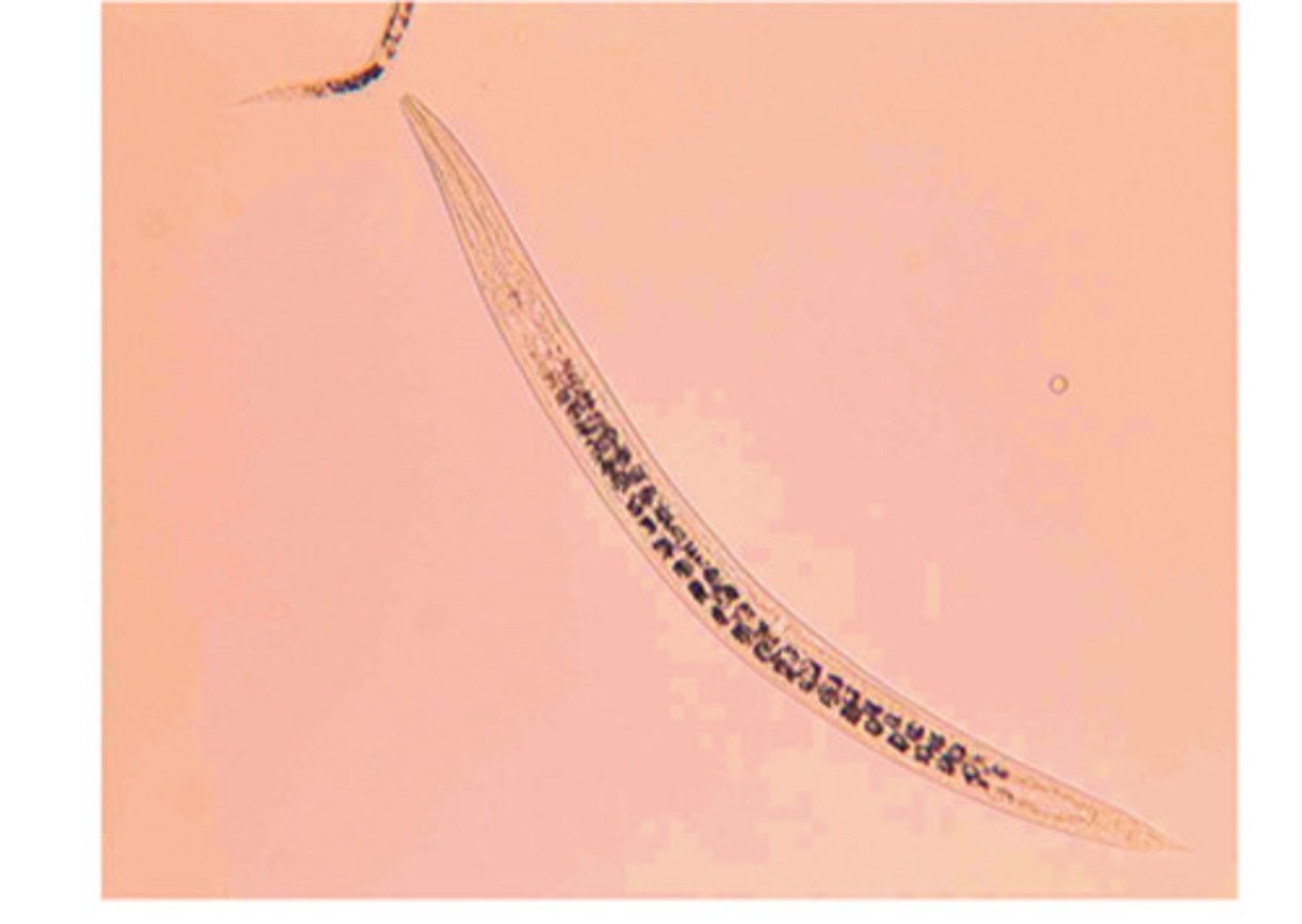 <p>Canine facultative parasite</p>