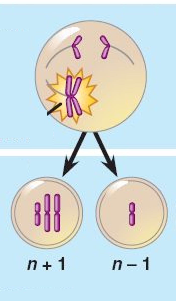 <p>- during anaphase I or II of meiosis homologous chromosomes or sister chromatids will fail to separate</p><p>- one resulting gametes will have 2 copies of a particular chromosome and the other gamete will have none</p><p>- subsequently during the fertilization the resulting zygote may have too many or too few copies of the chromosome</p>