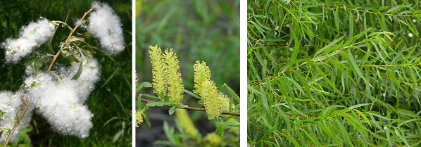 <p>Salicaceae</p><p>Salix nigra</p>