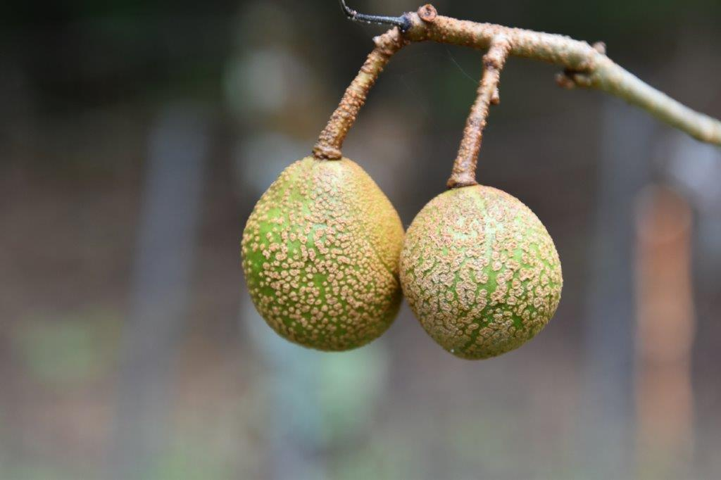 <p>painted buckeye</p><p>Hippocastanaceae</p><p>Notes: Fruit type = capsule. Specific epithet = of the forest. Hippocastanaceae = Horsechestnut Family. Buckeye wood is soft, used for wood carving. Seeds formerly used in taxidermy, hence the name “buckeye.” Leaves, flowers, seeds, and honey are poisonous when eaten by humans. Seeds eaten only by squirrels.</p>