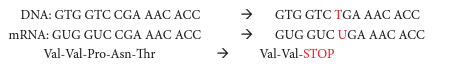 <p>Nonsense Mutation / Premature Stop</p>