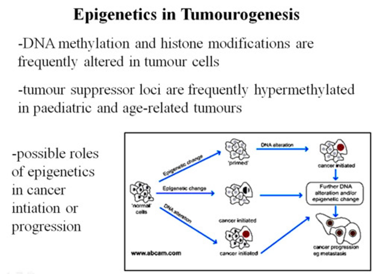 <p>HERITABLE changes in expression of a gene that changes phenotype but not the DNA itself... just changes in chromatin structurer</p>
