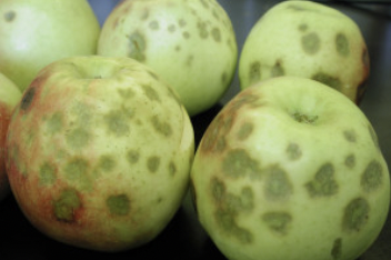 What deficiency does this apple have? What is the name of this disorder?