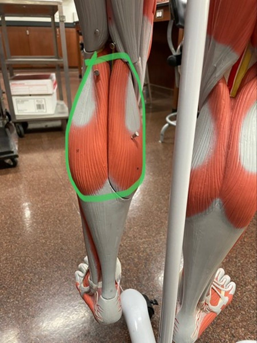 <p>O: lateral epicondyle of femur; medial epicondyle of femur</p><p>I: calcaneus via the calcaneal tendon (achilles tendon)</p><p>A: plantar flexion</p>