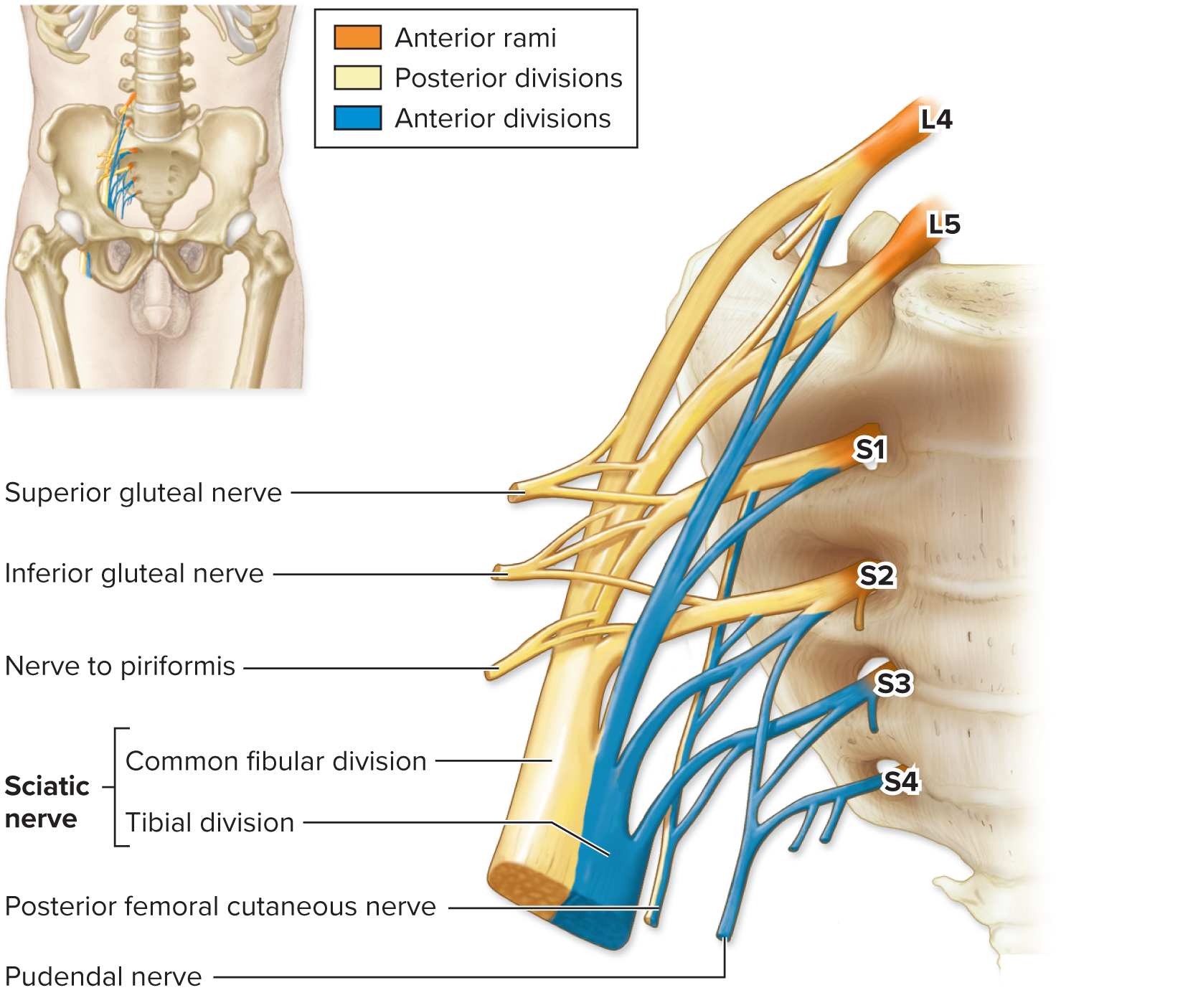 <p>Sacral Plexus (L4–S4) <span data-name="foot" data-type="emoji">🦶</span></p>