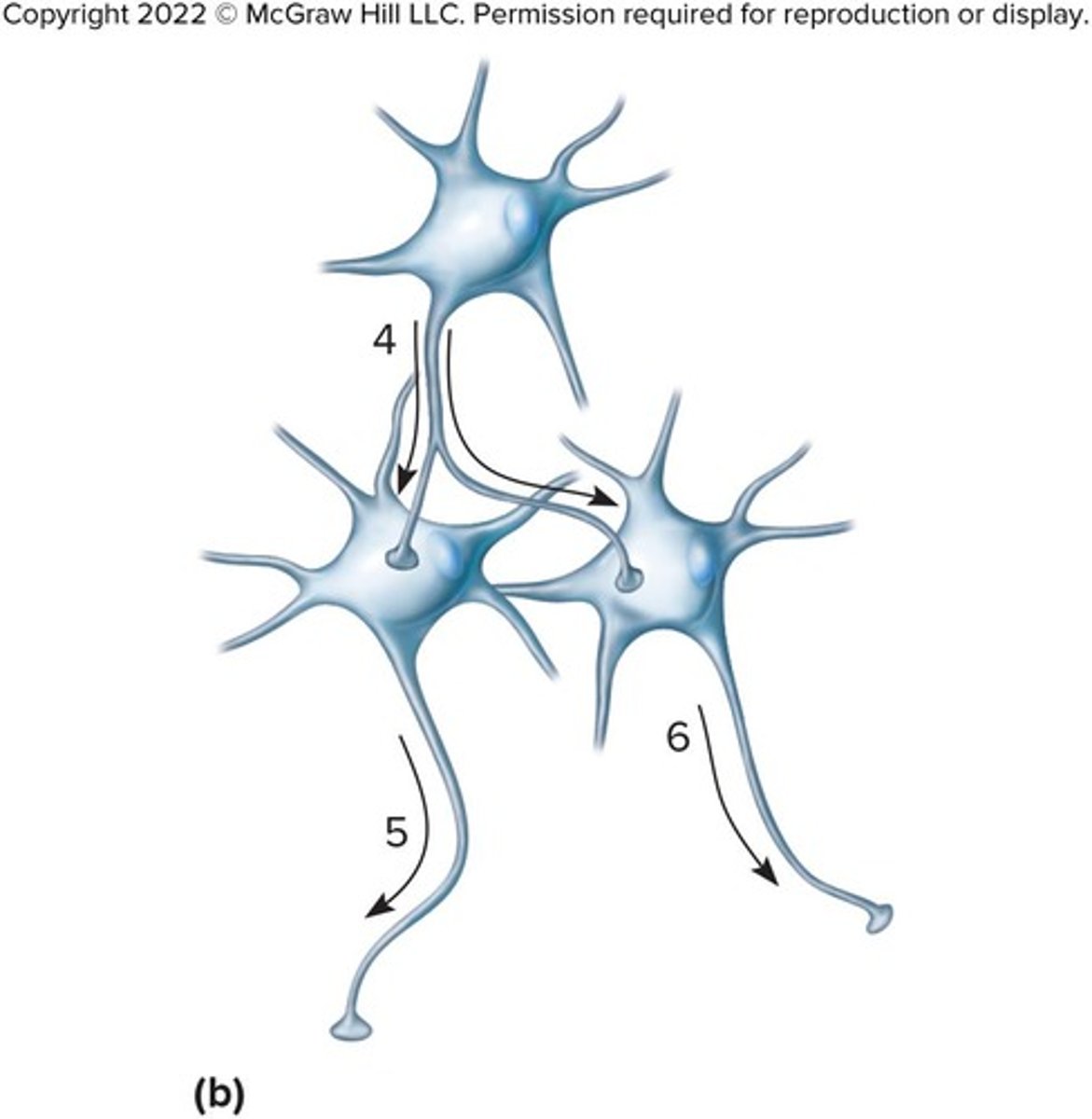 <p>One preganglionic neuron synapses on several postganglionic neurons at different levels.</p>