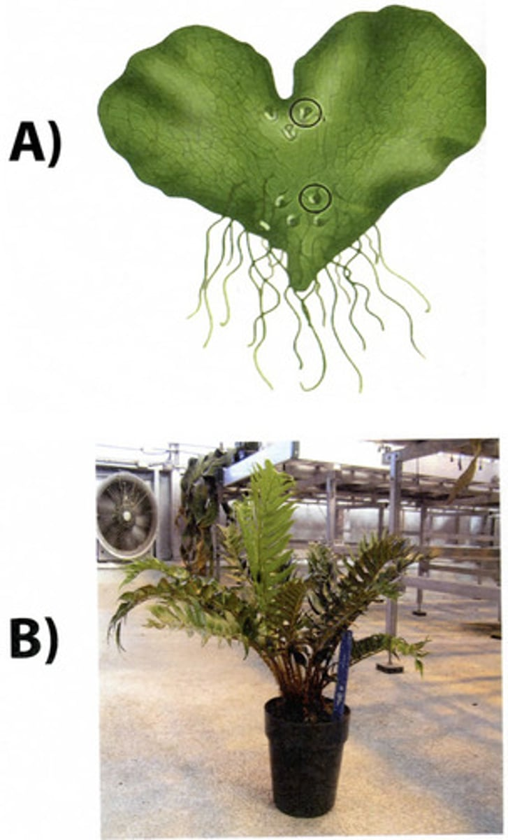 <p>What do plants A and B produce?</p>