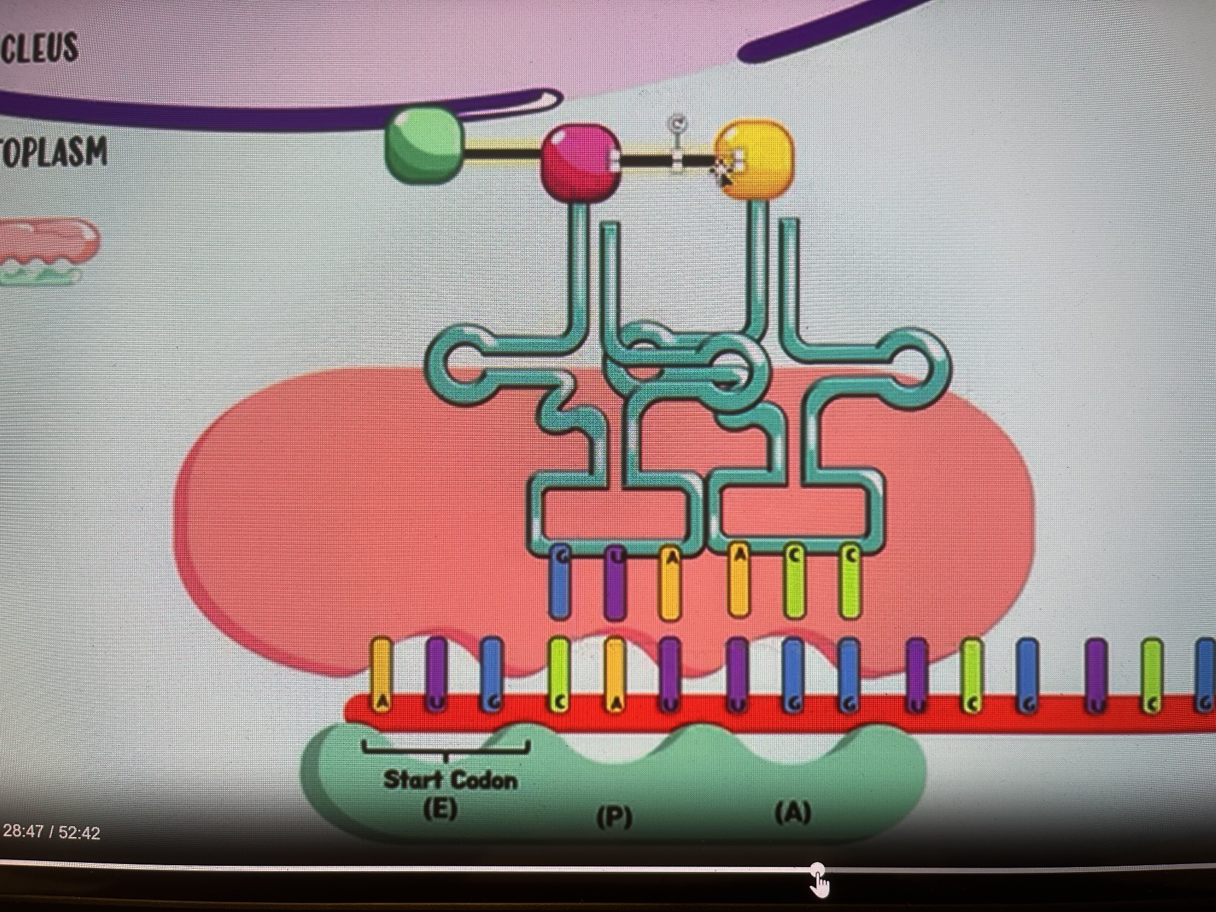 <ol><li><p>In cytoplasm, mRNA attaches to ribosome’s small subunit</p></li><li><p>Initiator tRNA binds to its amino acid and comes to ribosome’s small subunit</p></li><li><p>tRNA contains anti-codon(complementary to mRNA codon)</p></li><li><p>Large ribosomal subunit then binds to form ribosomal complex</p></li><li><p>Initiator tRNA is located in P site, 2nd lands in A site → amino acids on them bind(peptide bond)</p></li><li><p>Ribosome moves so 1st tRNA is in exit site, 2nd in P site → 1st tRNA leaves(to be used again) but leaves amino acid behind</p></li><li><p>Process repeats until stop codon(tRNA without amino acid binds)</p></li></ol><p></p>