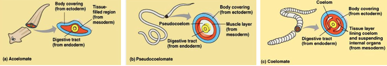 <p>defining characteristic of worms, a fluid filled space or compartment in the body that houses organs and structures 3 types</p><ol><li><p>Coelomates (have fluid filled cavities)</p></li><li><p>Acoelomates (organisms that lack a body cavity)</p></li><li><p>Psuedocoelomates (a partial coelom (body cavity))</p></li></ol>