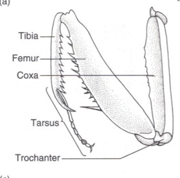 <p>What are Raptorial type legs used for?</p>