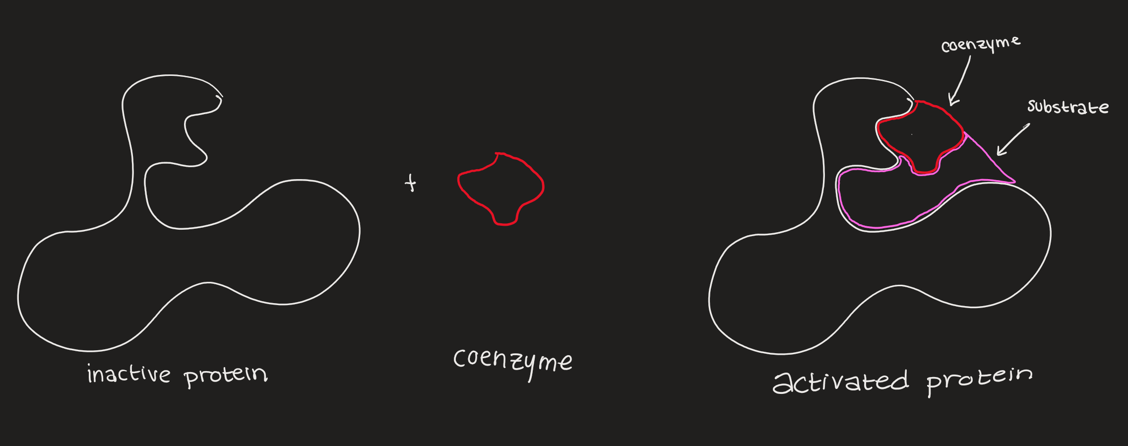 Coenzymes