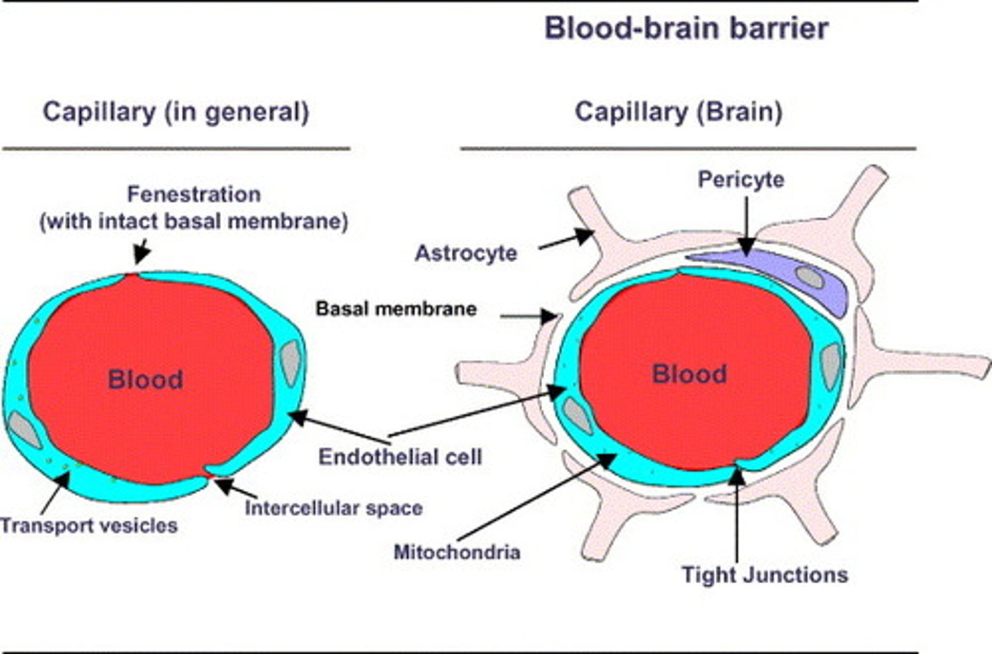 <p>(D) Spinal Cord Barrier</p><p>This should be Blood Brain Barrier.</p>