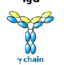 <p>What kind of Immunoglobulin?</p>