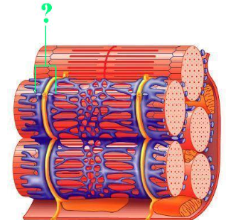 <p><span>Identify the indicated structure.</span></p>