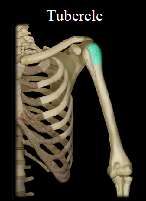 <ul><li><p>lump of bone</p></li><li><p>Ex. Greater tubercle</p></li></ul>