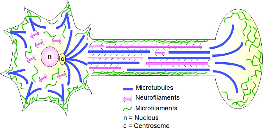 <p>Microfilaments </p>