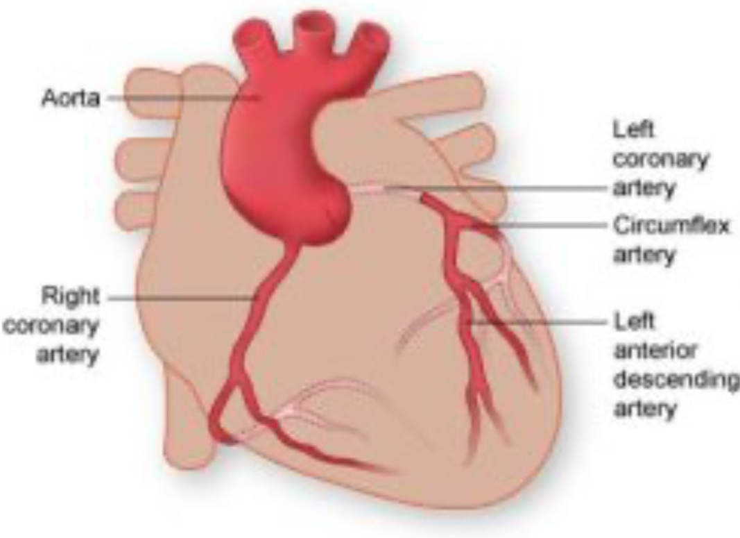 <p>Right and left vessels supplying blood to the heart tissue.</p>