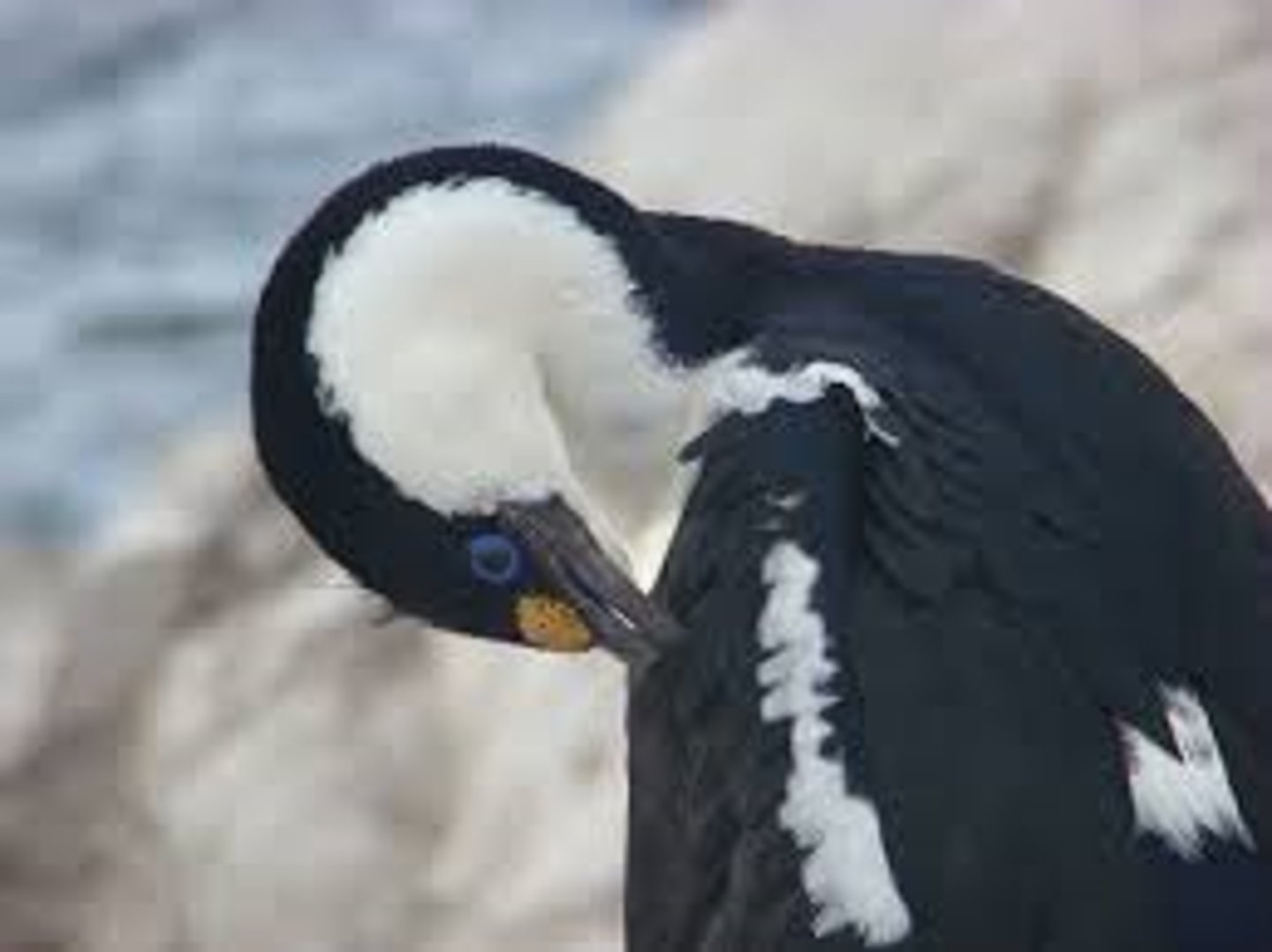 <p>Process by which birds care for their feathers; use beaks to rub oil from the preen gland located at the base of the tail</p>