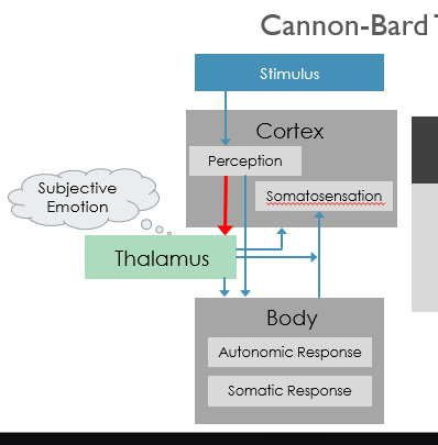 <p>physiological change and associated emotion happen simultaneously </p><p>thalamus is where subjective emotion is processed and that is sent to the body and somatosensory cortex </p><p>based on animal neurophysiology where they would remove entire branches of the ANS without causing any change in emotional behaviours </p><ul><li><p>removing cortex including somatosensory areas increased emotional behaviour which he attributed to removal disinhibiting activity in thalamus</p></li></ul><p></p>