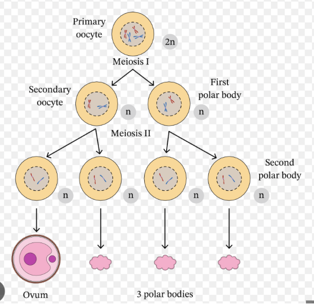 <p>what is the production of ova (oogenesis)</p>