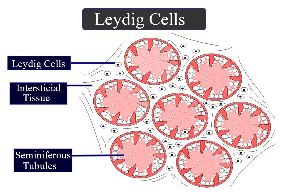 <p>What do <strong>Leydig cells</strong> look like?</p>