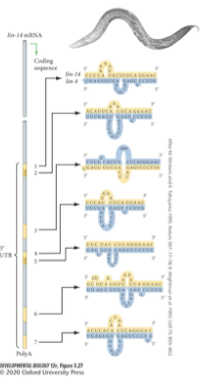 <p><strong>how do microRNAs specifically regulate mRNA transcription and translation?</strong></p>