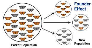 <p>When genetic variation is reduced within a small population because they were isolated from the larger population —&gt; examples: migration, geological events</p>