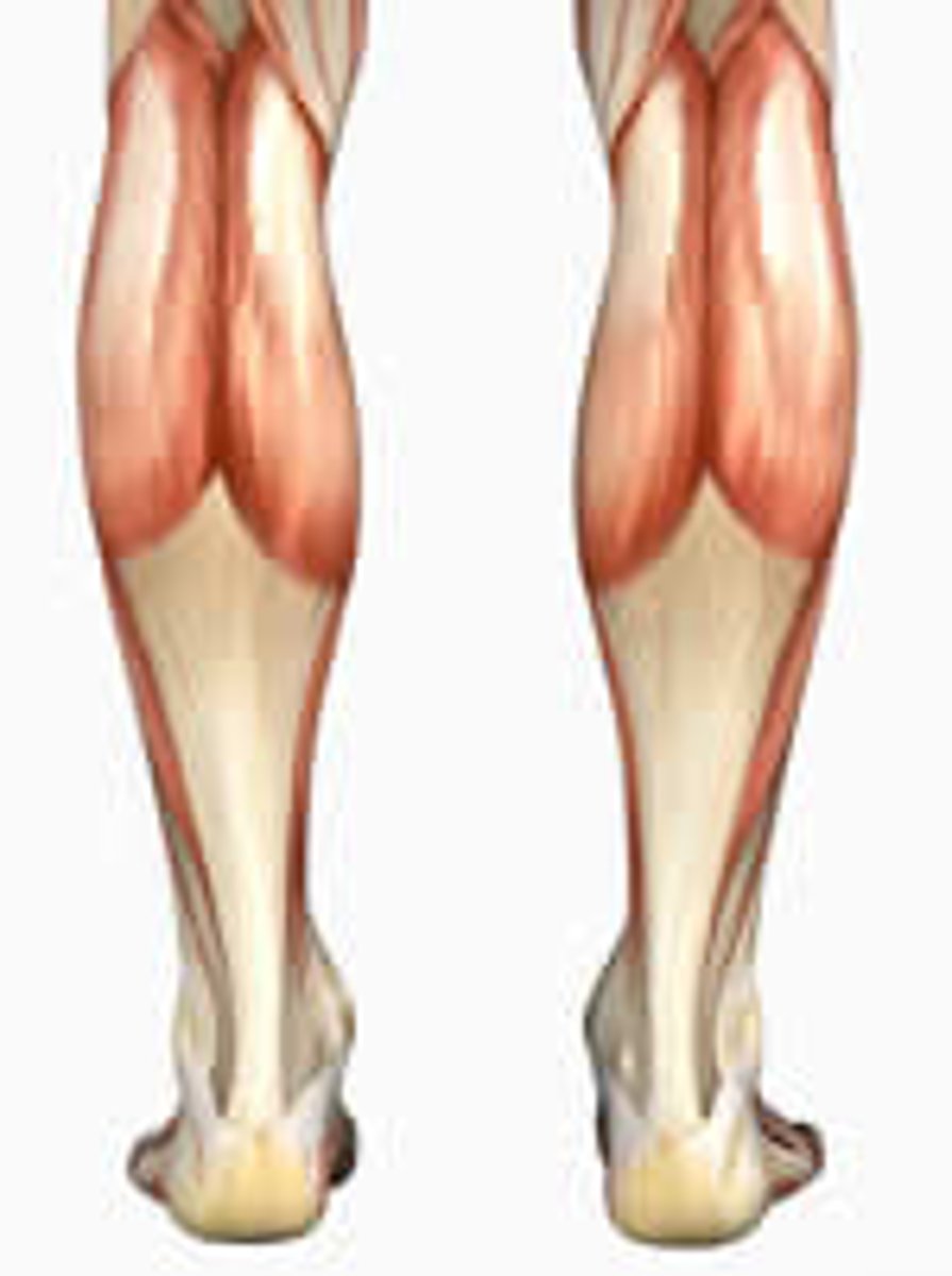 <p>larger of the 2 calf muscles in the lower leg</p>