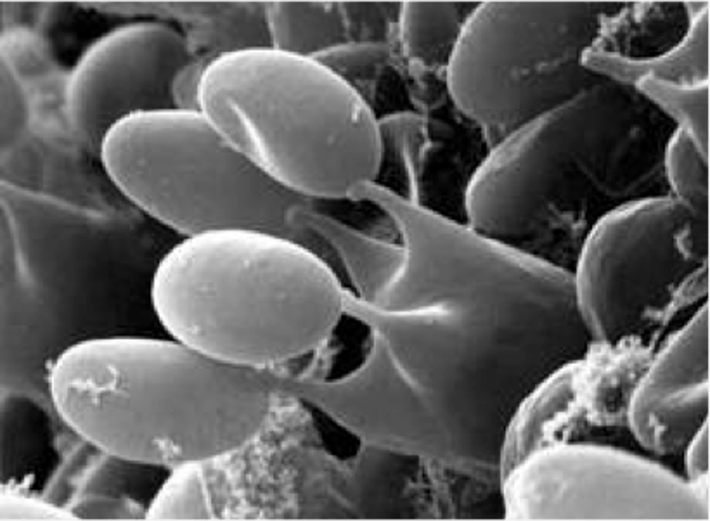 <p>Club-like structure containing basidiospores.</p>