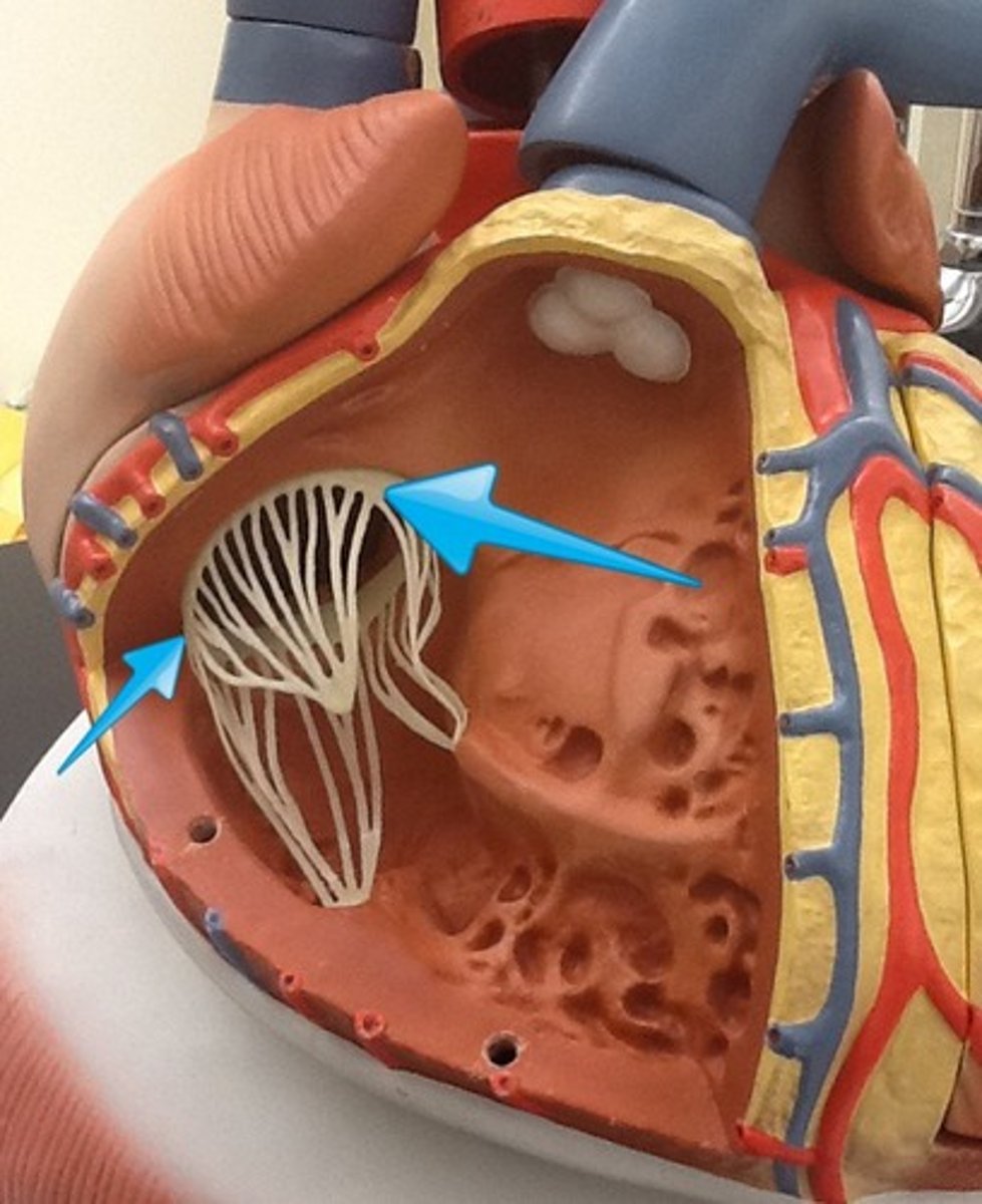 <p>valve between the right atrium and the right ventricle. 3 cusps</p>