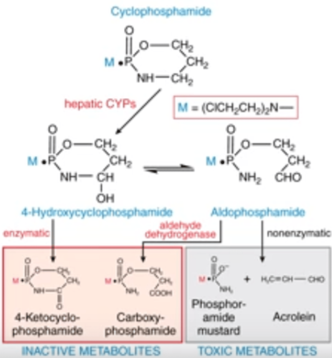 <p>-enzymatic and non-enzymatic activity produce active and inactive metabolites</p><p>-toxic metabolites are those that confer the cytotoxic activity; hepatic CYPs perform 1st rxn, then nonenzymatic rxn produces toxic metabolites from aldophosphamide</p><p>-toxic metabolites are phosphoramide mustard and acrolein</p>