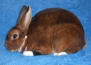 <p>A broken patterned rabbit marked with color on the entire body except for white which appears below the elbow on the front feet and/or below the ankle on the rear feet</p>