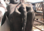 <p>What shape do cattle with a body score of 1 have around the tailhead?</p>