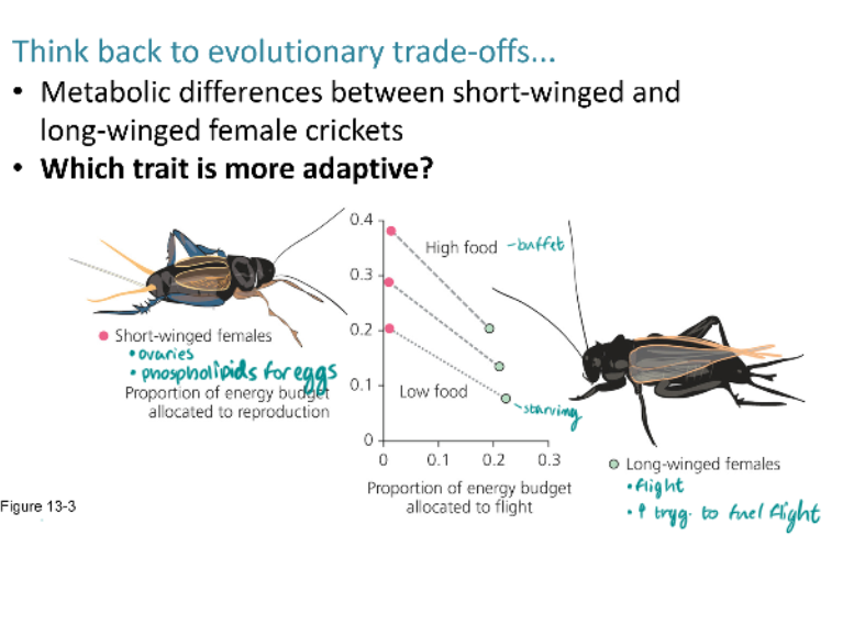 <img src="https://knowt-user-attachments.s3.amazonaws.com/8ba7e588-6bee-4e0a-99f9-caba83d1d0f0.png" data-width="100%" data-align="center" alt="knowt flashcard image"><p>For example, an individual can allocate energy to growth for a long time, which may enable it to reach a larger size and ultimately produce more offspring. This benefit of size, however, is balanced by a cost. The time required to grow is time during which predators, diseases, or accidents may strike. An individual that takes the time to grow large thus incurs a greater risk of dying without reproducing at all. Whenever there is a trade-off between different components of fitness, we expect natural selection to favor individuals that allocate energy and time with an optimal balance between benefits and costs, thereby maximizing lifetime reproductive success.</p>
