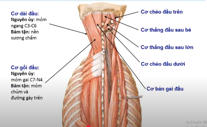 <p><span style="color: blue"><strong>Cơ chéo</strong></span> có 2 cơ nào ? </p>