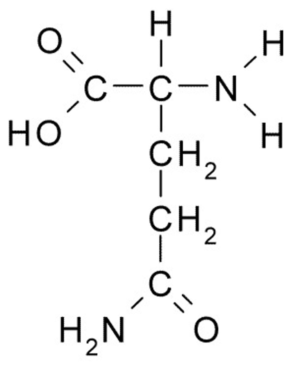 <p>(Gln, Q) neutral-polar, hydrophilic</p>