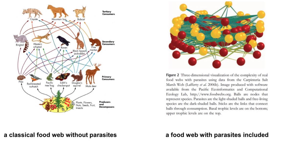 <p><span>In general, organisms within ecosystems are connected in myriads of ways (e.g., through their resource needs), leading to complex interaction webs (cf. Lecture 9 for details).</span></p>